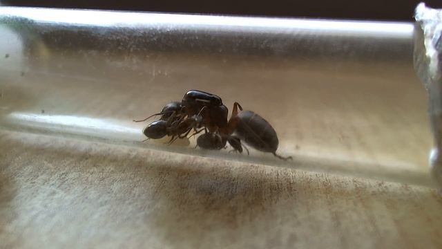 Black carpenter ant colony : Camponotus cf. pennsylvanicus. смотреть онлайн