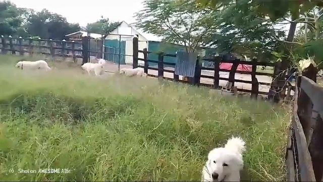 WhatsApp Video 2024 02 06 at 03 34 33 смотреть онлайн