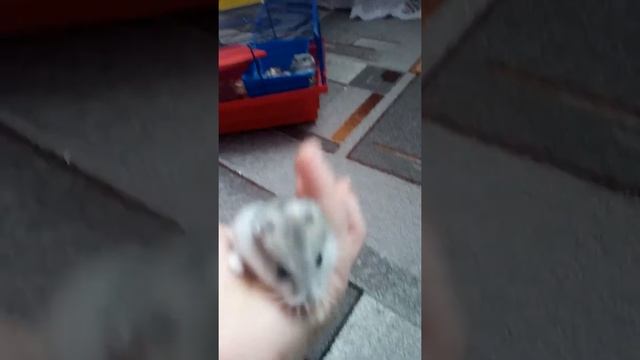 #хомяки. И все р хомяках смотреть онлайн