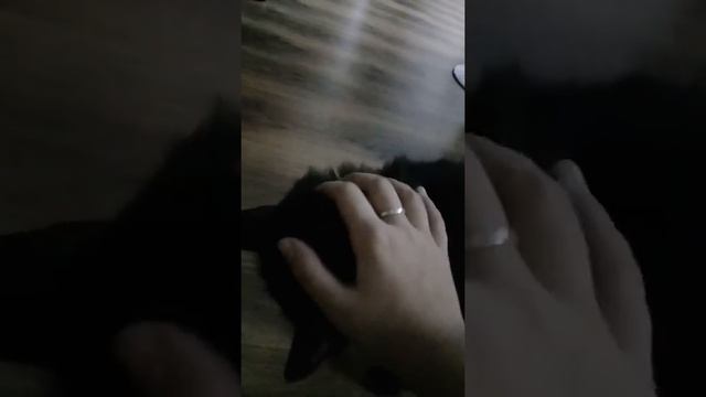 Я и мой кот Тиша смотреть онлайн