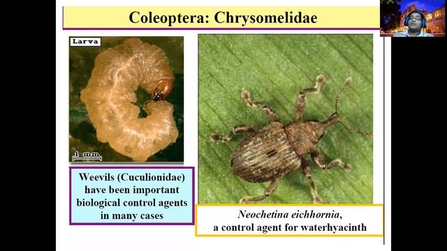 AGB 31033 Biological Control Part II 20 11 2020 By Dr. K. Pakeerathan смотреть онлайн