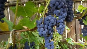 Виноград Альфа ухоженный куст