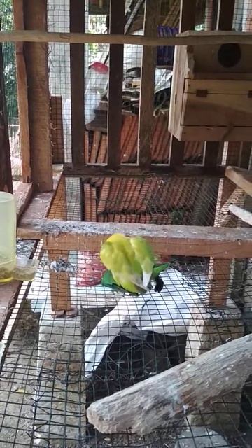 ternyata sayuran ini bisa membuat lovebird birahi dan kawin terus смотреть онлайн