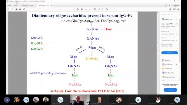 Human Immunoglobulin IgG. Structure and Mechanisms of Action смотреть онлайн