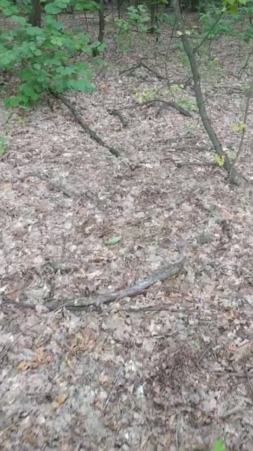 Нашел 2 отличных белых гриба