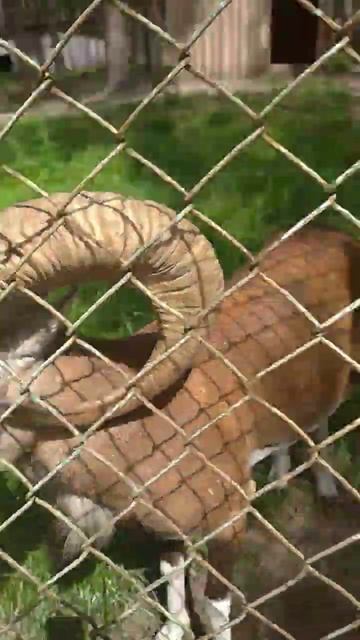 муфлон смотреть онлайн