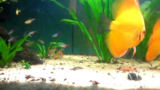 Discus Time Update - Aug 17, 2015 смотреть онлайн