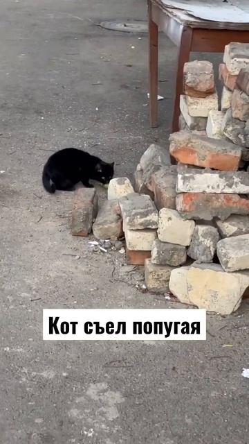 Кот выбрал съесть попугая 😱🙀🆘🆘 смотреть онлайн