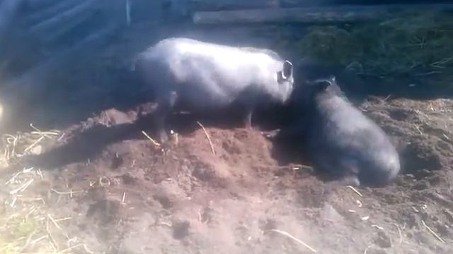 Вьетнамские свиньи