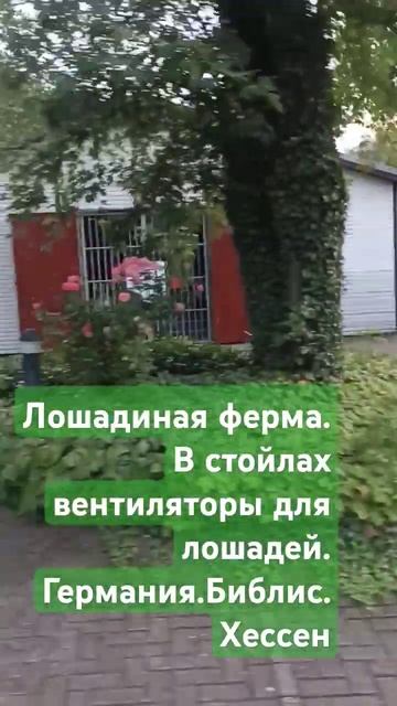 Лошадиная ферма в Германии.В стойлах вентиляторы.Библис.Хессен. смотреть онлайн