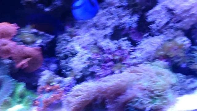 55gallon reef ready deep blue смотреть онлайн