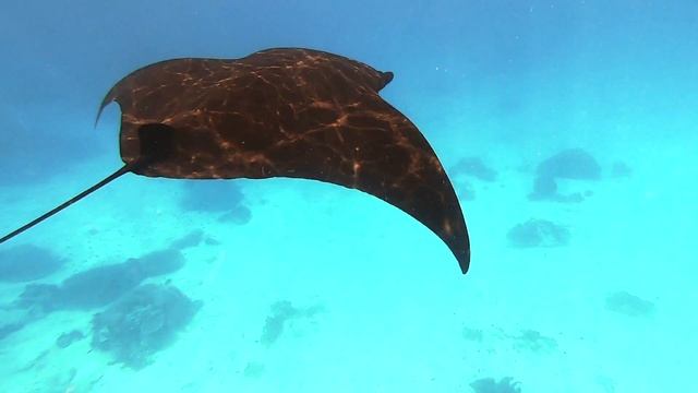 Manta Ray Montage смотреть онлайн