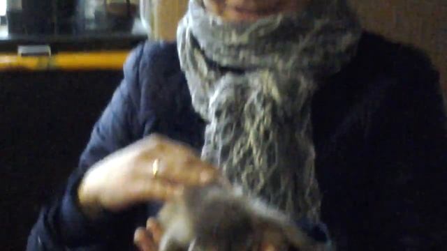 Енот - 8 916 - 702-11-08, КиноЗоопарк смотреть онлайн