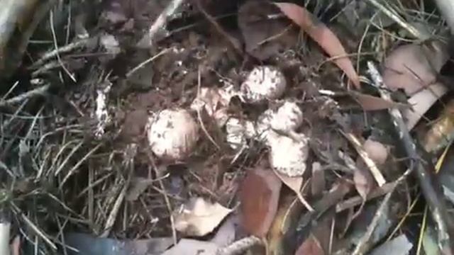 Weird smelly flower mushroom thing смотреть онлайн