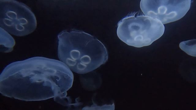 Moon Jellyfish, Moon Jellies 4K Video Aurela sp #jellyfish #animals смотреть онлайн