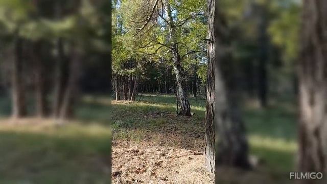 Поездка за грибами 24.09.2023 года клип смотреть онлайн