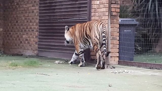 Will a tiger allow a dove close to his bone? смотреть онлайн