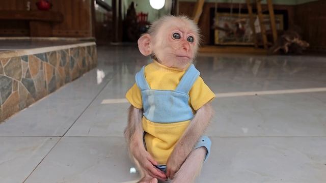 Baby Monkey Su Cry When Mimi Stole His Toy смотреть онлайн