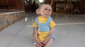 Baby Monkey Su Cry When Mimi Stole His Toy
