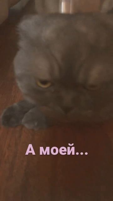 Её нету 6 лет... #recommended #cat #cute #english #meow #фурри #cutecat #kitten #pets #catlover смотреть онлайн