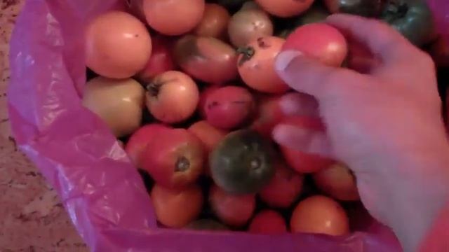 Недостиглі та зелені помідори - що з ними робити?