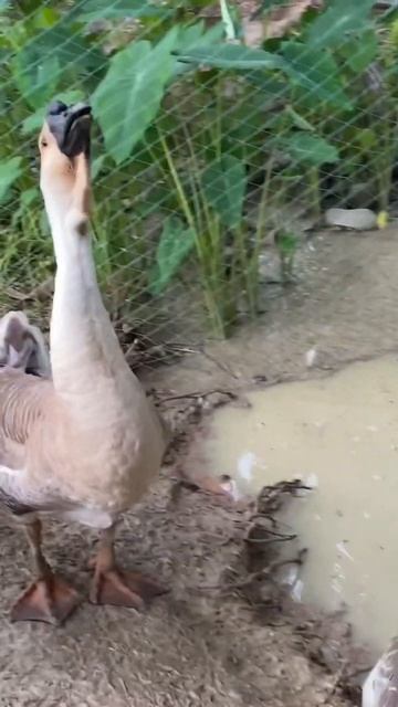 Beautiful Goose are eating their food -Raising natural geese смотреть онлайн