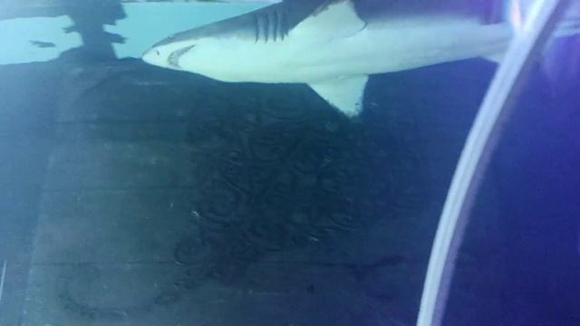 shark смотреть онлайн