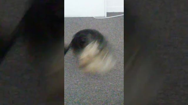 Layla catch her tail. Лэйла поймала хвост смотреть онлайн