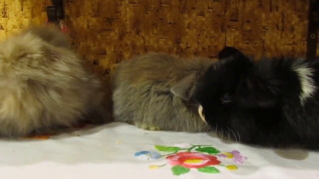Вислоухие кролики смотреть онлайн