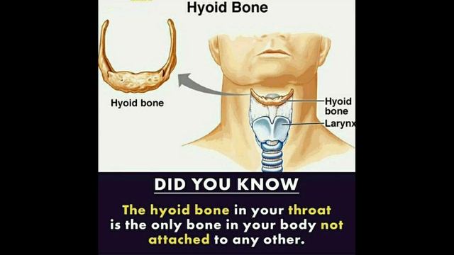 Wonderful Facts you should know #135 || Facts All Day || смотреть онлайн