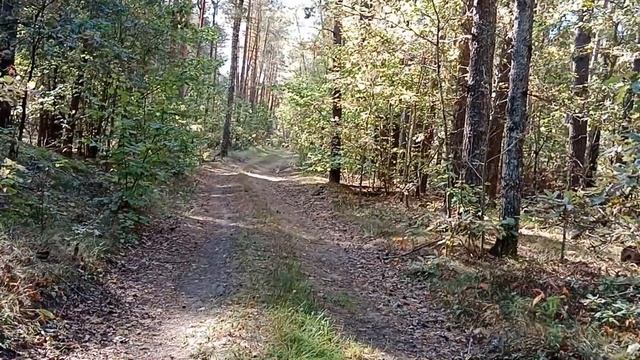 Осенние медовые опята.