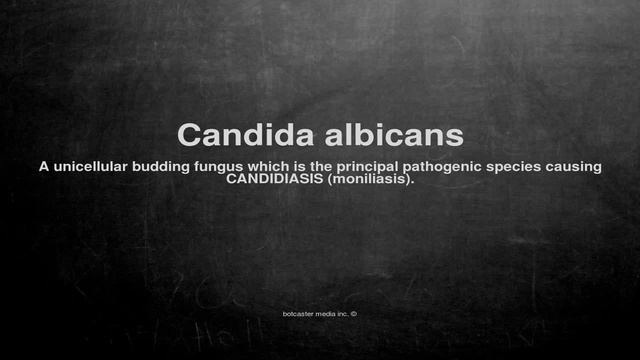 Medical Vocabulary: What Does Candida Albicans Mean