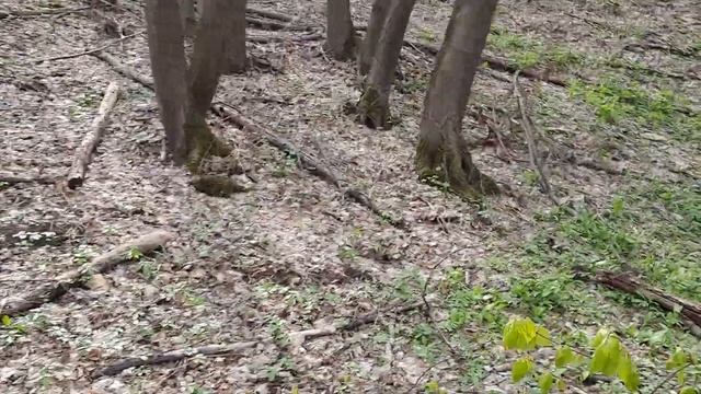 Лов на трюфел през Април / Truffle hunting in April смотреть онлайн