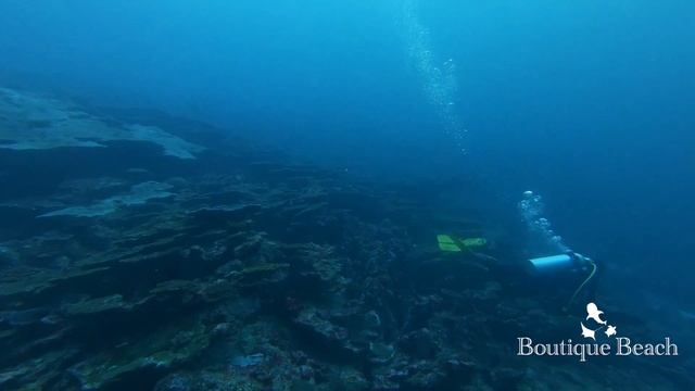 20.12.22 - Diving & Snorkelling at Dhidhdoo Beyru & Bodufinulhu Thila смотреть онлайн