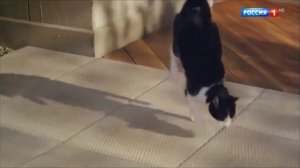 дримис реклама кот кормит корма папа россия 1 - 24 декабрь