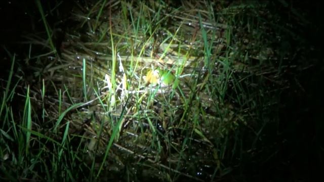 Noc Biologije Iz Herpetoloskog Kutka (2013)