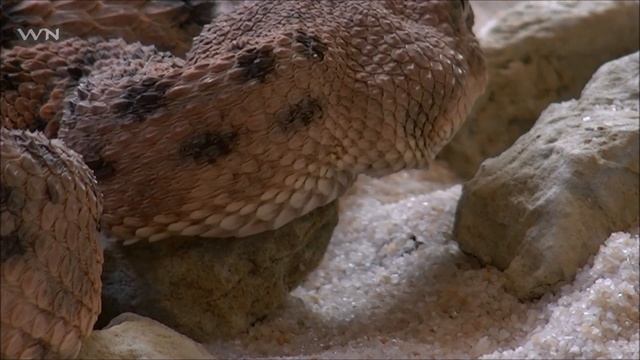 Una serpiente Pitón devora a una mujer. Indonesia! смотреть онлайн