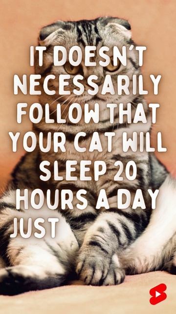 Symptoms of Stress in Your Cat. - Did You Know? 🤔 #shorts смотреть онлайн