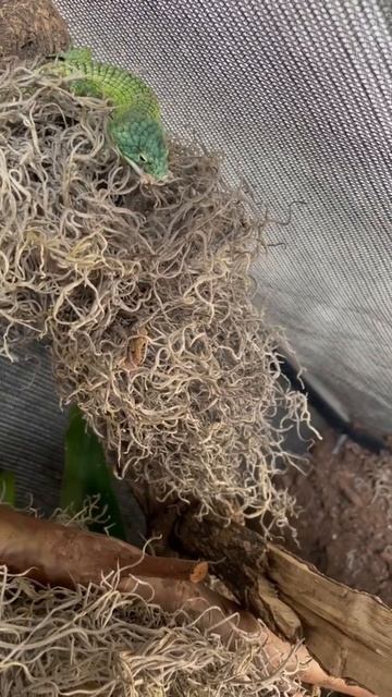 Abronia graminea смотреть онлайн