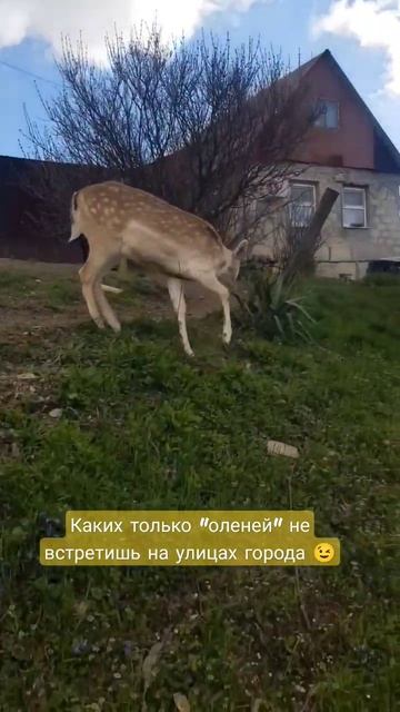 ОСТОРОЖНО! "ОЛЕНИ" НА УЛИЦАХ 😉 #анапасегодня #анапасейчас #анапа #дикиеживотные #олень #весна смотреть онлайн