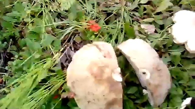 КУЗЬМИЧ ГРЕБЫ НАШЕЛ смотреть онлайн