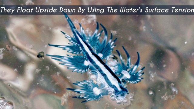 Your 5 Facts About The Glaucus Atlanticus смотреть онлайн