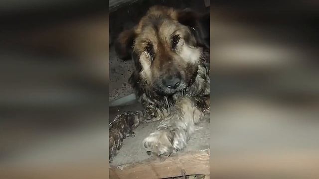 Очередная бедося Гром со сломанной челюстью 😱😭 смотреть онлайн