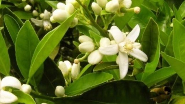 ЛИМОН УСИМЛИГИ НИМА УЧУН ГУЛИНИ ТУКАДИ?