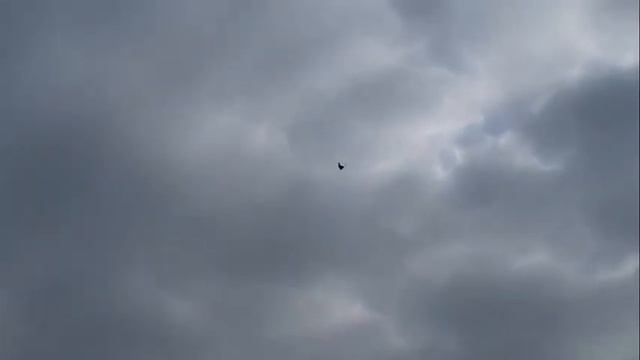 голубиный красота смотреть онлайн