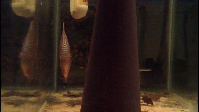 Wild Discus with fry - 5 day смотреть онлайн