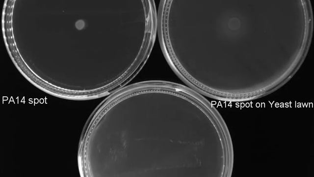 Spreading Of Pseudomonas Aeruginosa In The Presence Of Cryptococcus Neoformans With Control