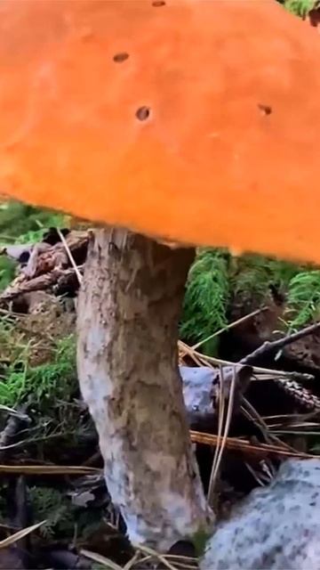 Подосиновик красный (Leccinum aurantiacum) short #shorts смотреть онлайн