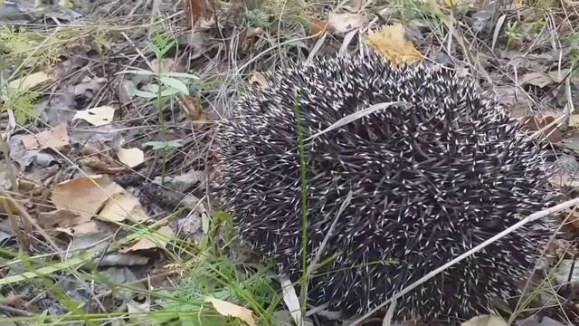 Поход за грибами  прогулка по лесу🍄