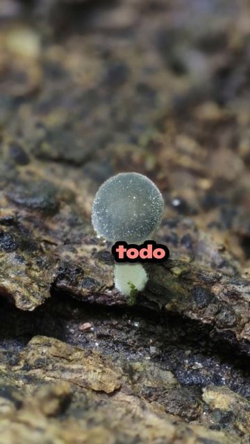 El HONGO MÁS PEQUEÑO del mundo de tan solo 1MM #curiosidades смотреть онлайн